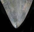 Sharp Fossil Megalodon Tooth - Huge Tooth #23686-2